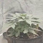 Blue Dream Auto (420 Fast Buds)