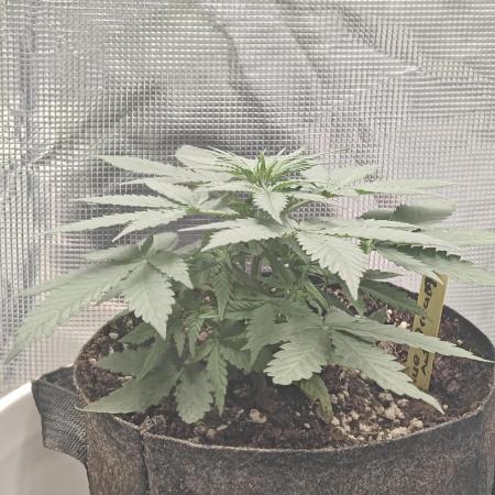 Blue Dream Auto (420 Fast Buds)