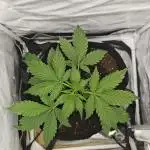 First Grow | Skywalker OG Auto