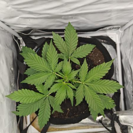 First Grow | Skywalker OG Auto