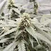 Blue Dream Auto (420 Fast Buds)