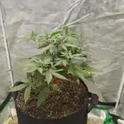 Alaskan Bananaberry Auto
