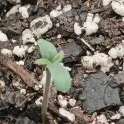 Blue Dream Auto (420 Fast Buds)