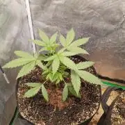 Northern Lights Auto | The Big Leagues