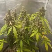 Alaskan Bananaberry Auto
