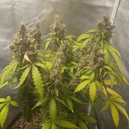 Alaskan Bananaberry Auto