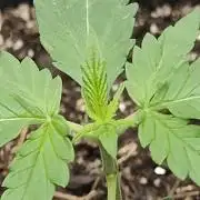 Alaskan Bananaberry Auto
