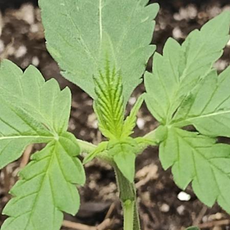 Alaskan Bananaberry Auto