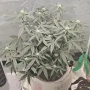 Blue Dream Auto (420 Fast Buds)
