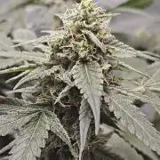 Blue Dream Auto (420 Fast Buds)