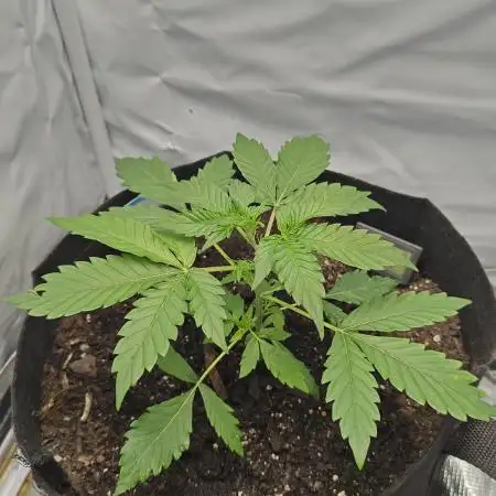 First Grow | Skywalker OG Auto