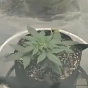 Blue Dream Auto (420 Fast Buds)