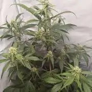 First Grow | Skywalker OG Auto