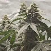 Blue Dream Auto (420 Fast Buds)