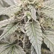 Blue Dream Auto (420 Fast Buds)