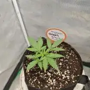Green Crack Auto!!
