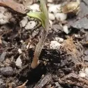 Blue Dream Auto (420 Fast Buds)