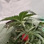 Blue Dream Auto (420 Fast Buds)