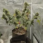 Green Crack Auto!!
