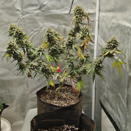 Green Crack Auto!!