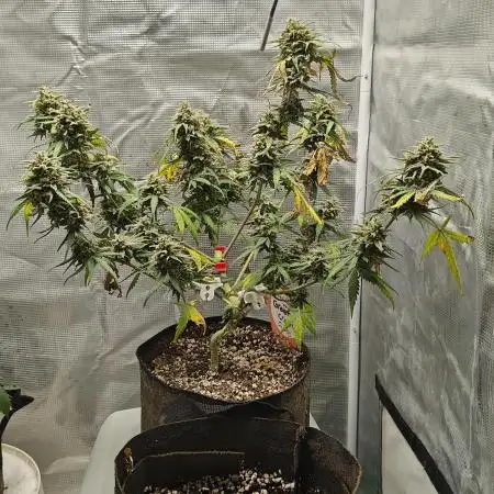Green Crack Auto!!