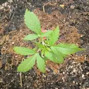 Northern Lights Auto | The Big Leagues