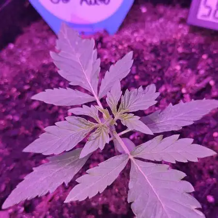 First Grow | Skywalker OG Auto