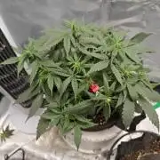 Blue Dream Auto (420 Fast Buds)