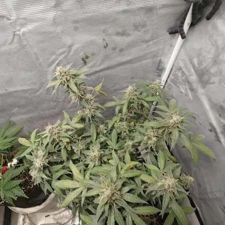 Blue Dream Auto (420 Fast Buds)