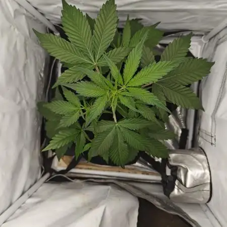 First Grow | Skywalker OG Auto