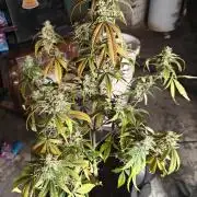 First Grow | Skywalker OG Auto