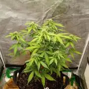 Alaskan Bananaberry Auto