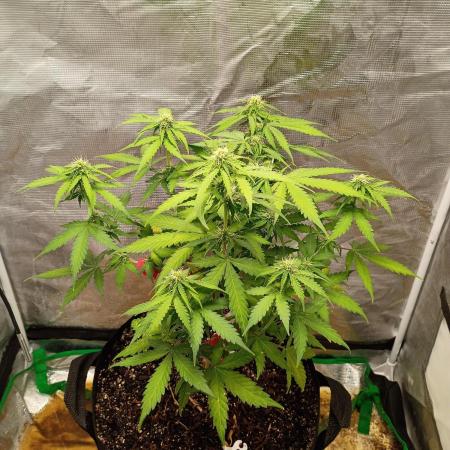 Alaskan Bananaberry Auto