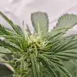 First Grow | Skywalker OG Auto