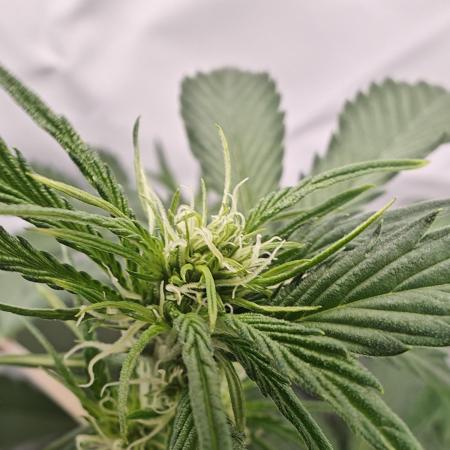 First Grow | Skywalker OG Auto