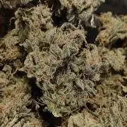 Blue Dream Auto (420 Fast Buds)