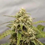 First Grow | Skywalker OG Auto