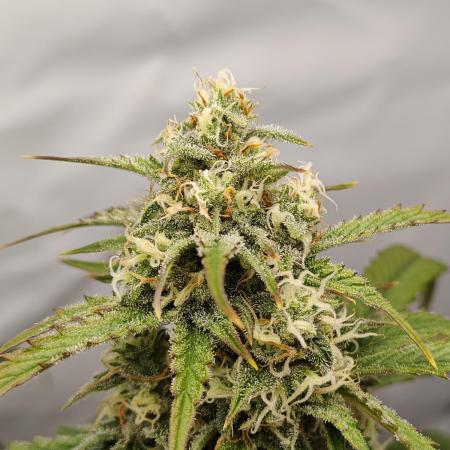 First Grow | Skywalker OG Auto