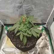 Alaskan Bananaberry Auto