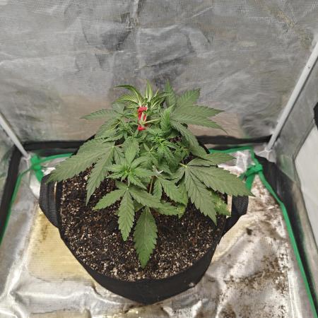 Alaskan Bananaberry Auto