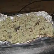 First Grow | Skywalker OG Auto