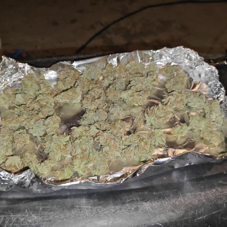 First Grow | Skywalker OG Auto