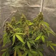 Alaskan Bananaberry Auto