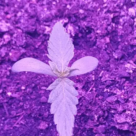First Grow | Skywalker OG Auto