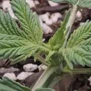 Blue Dream Auto (420 Fast Buds)