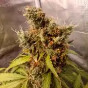 Alaskan Bananaberry Auto