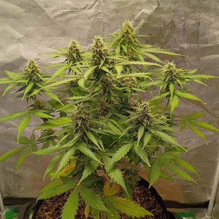 Alaskan Bananaberry Auto