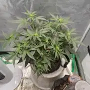 Blue Dream Auto (420 Fast Buds)