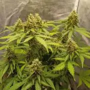 Alaskan Bananaberry Auto
