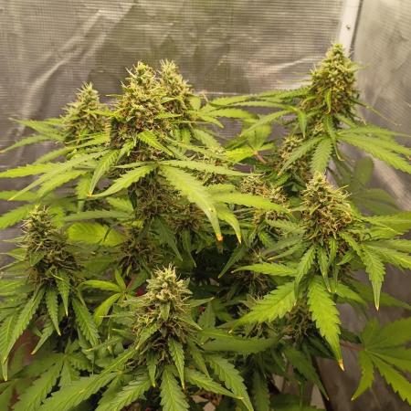 Alaskan Bananaberry Auto